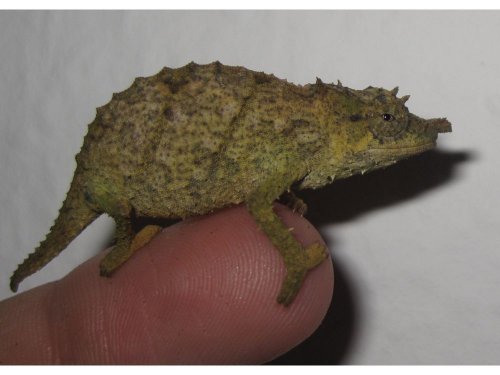 acuminatus91a.jpg