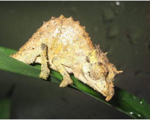 acuminatus93a.jpg