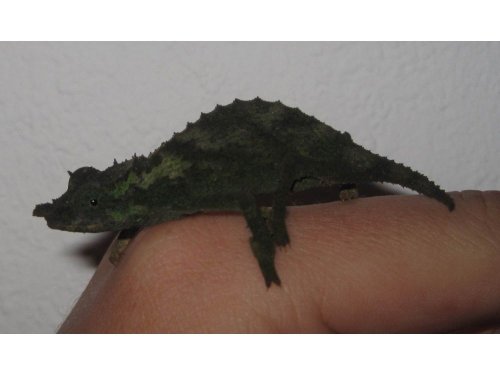 acuminatus1.jpg
