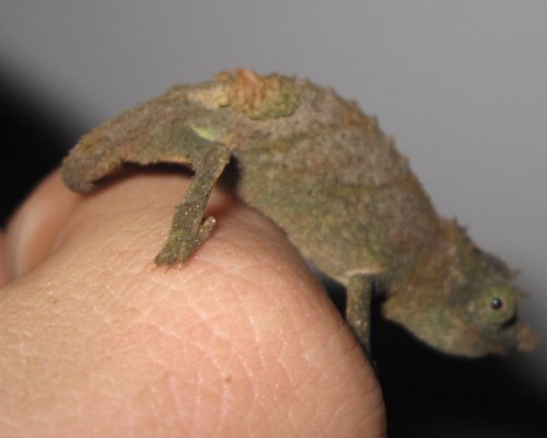 acuminatus2.jpg