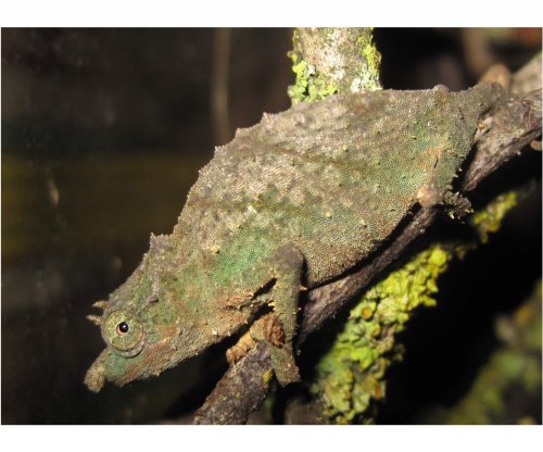 acuminatus4.jpg