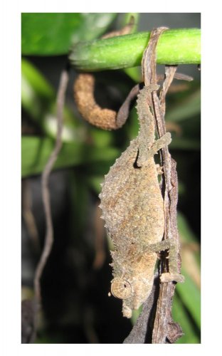 acuminatus5.jpg