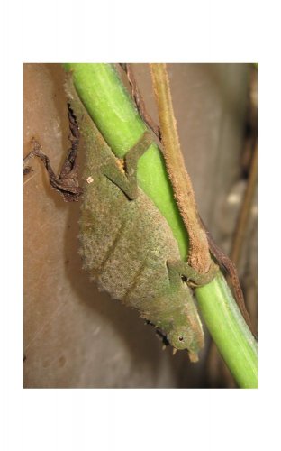 acuminatus6.jpg