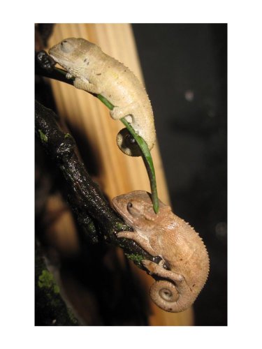 thamnobatesjuvenils2.jpg