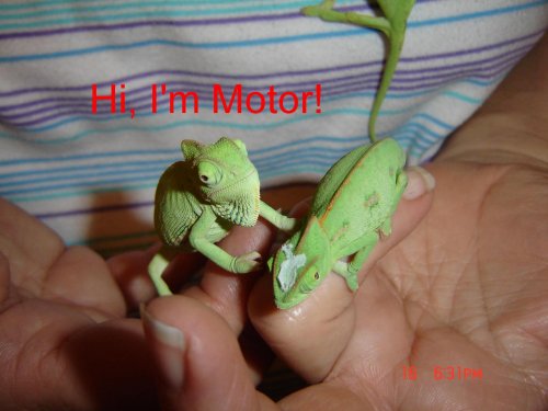 Motor.jpg