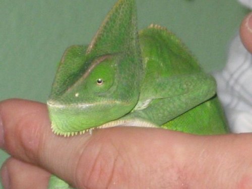 cham9.jpg
