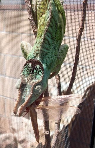 dragonflymalachite.jpg