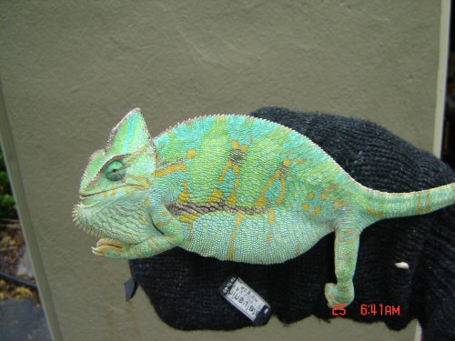 chams 010.jpg
