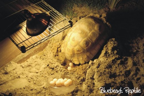 NightEggs.jpg