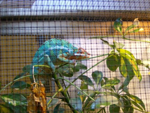 birthdayrecital 055.jpg