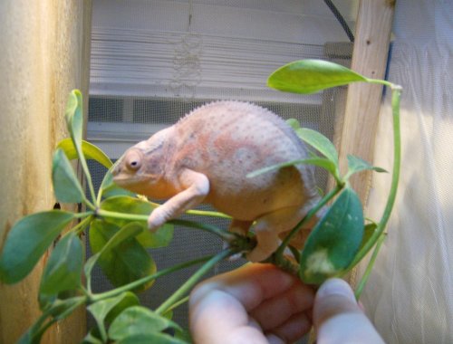 birthdayrecital 005.jpg