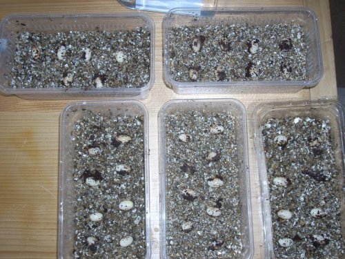 tammy wed + eggs 012.jpg