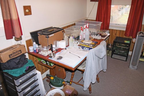 bug table.jpg