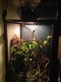 Terarrium.jpg
