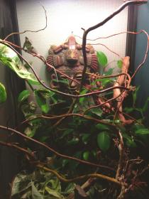 Terarrium1.jpg