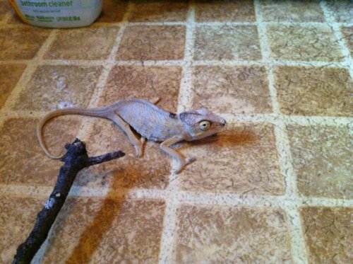 chameleon firstday.jpg