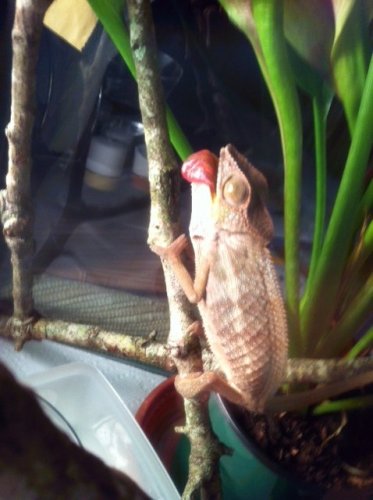Chameleon sick.jpg