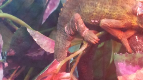 JAX FEET AND TAIL.jpg