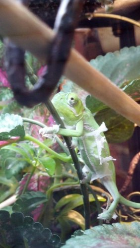 Clifford's First Shed.jpg