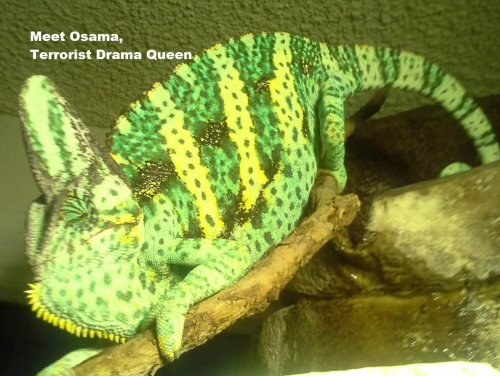 Osama - Terrorist Drama Queen -.jpg