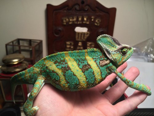 Randall.jpg