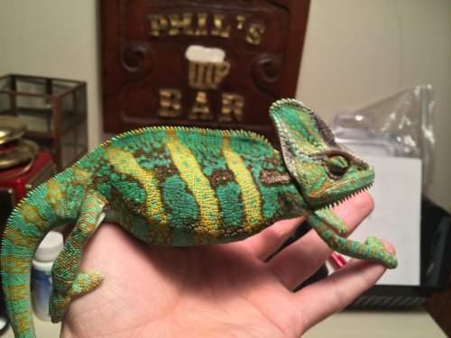 Randall 1.jpg