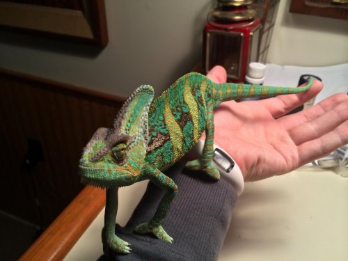 Randall 2.jpg