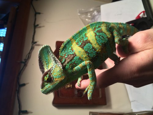 Randall 3.jpg
