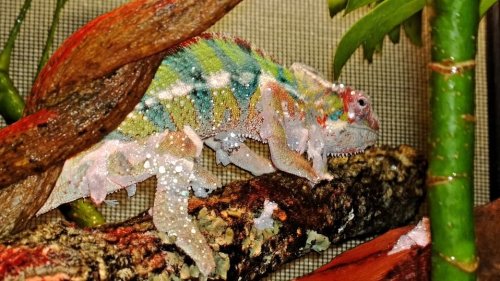 djangoshedding.jpg