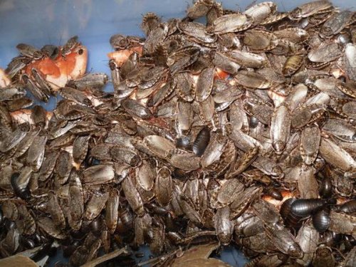 Lobster Roaches.jpg