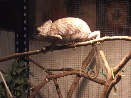 female chameleon A.jpg