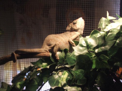 female chameleon B.jpg