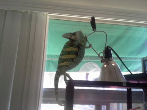 Osama (the terrorist chameleon) turning over heat lamp.jpg