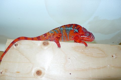 Ambilobe Panther 1.JPG