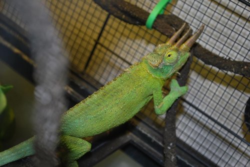 chameleon 013.jpg