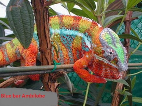 ambilobe edit 2.jpg