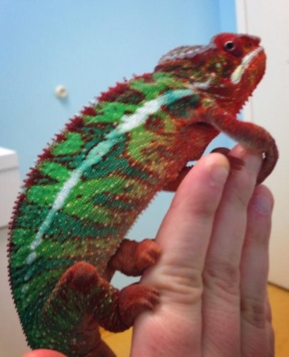 image.jpg