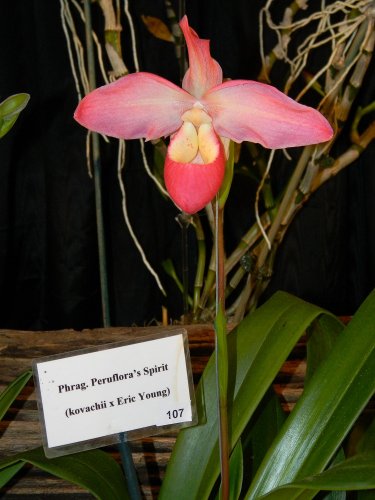 DSCN9890.jpg
