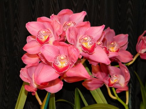 DSCN9885.jpg