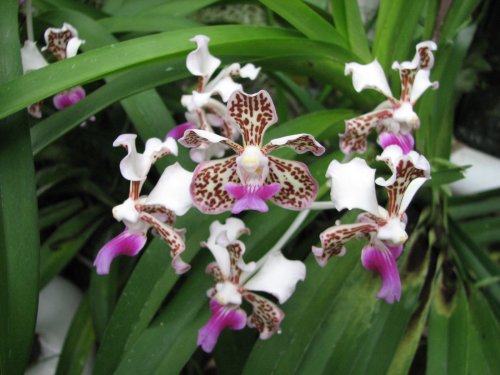Vanda tricolor.JPG