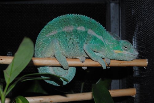DSC_0603.jpg