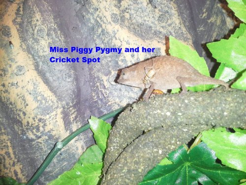 Miss Piggy Pygmy and her per cricket Spot.jpg