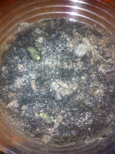 photo 1 (1).jpg