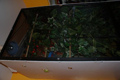 DSC09524.jpg