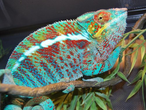 Hercules (Father).jpg