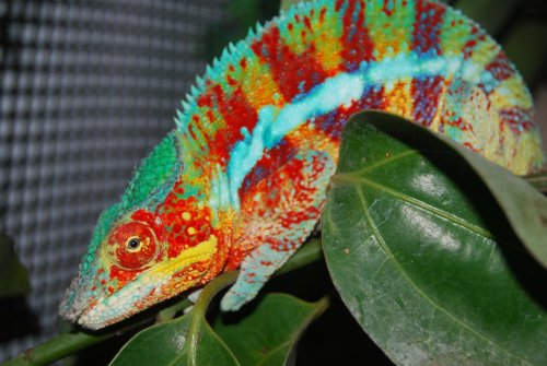 Hercules (Father;fired-up).jpg