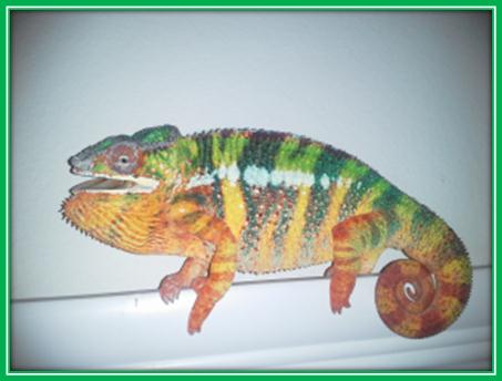 Ziggy's new colors.jpg