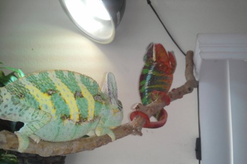 Osama Terrorizing Ziggy but Ziggy defends with Crane Style Kung Fu.jpg
