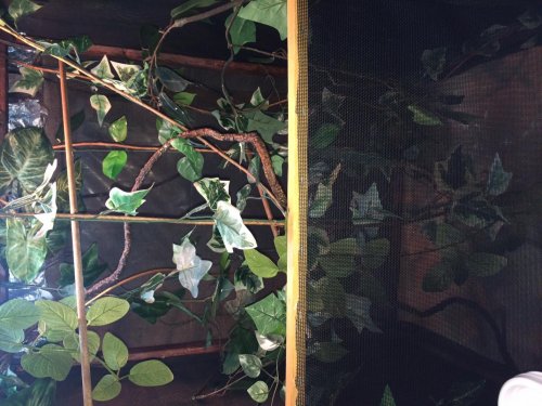 cage3.jpg