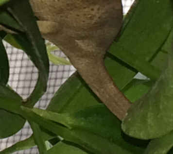 tail1.jpg